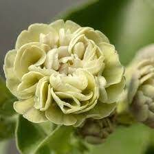 № 93  "Mamm-Gozh"  primula auricula